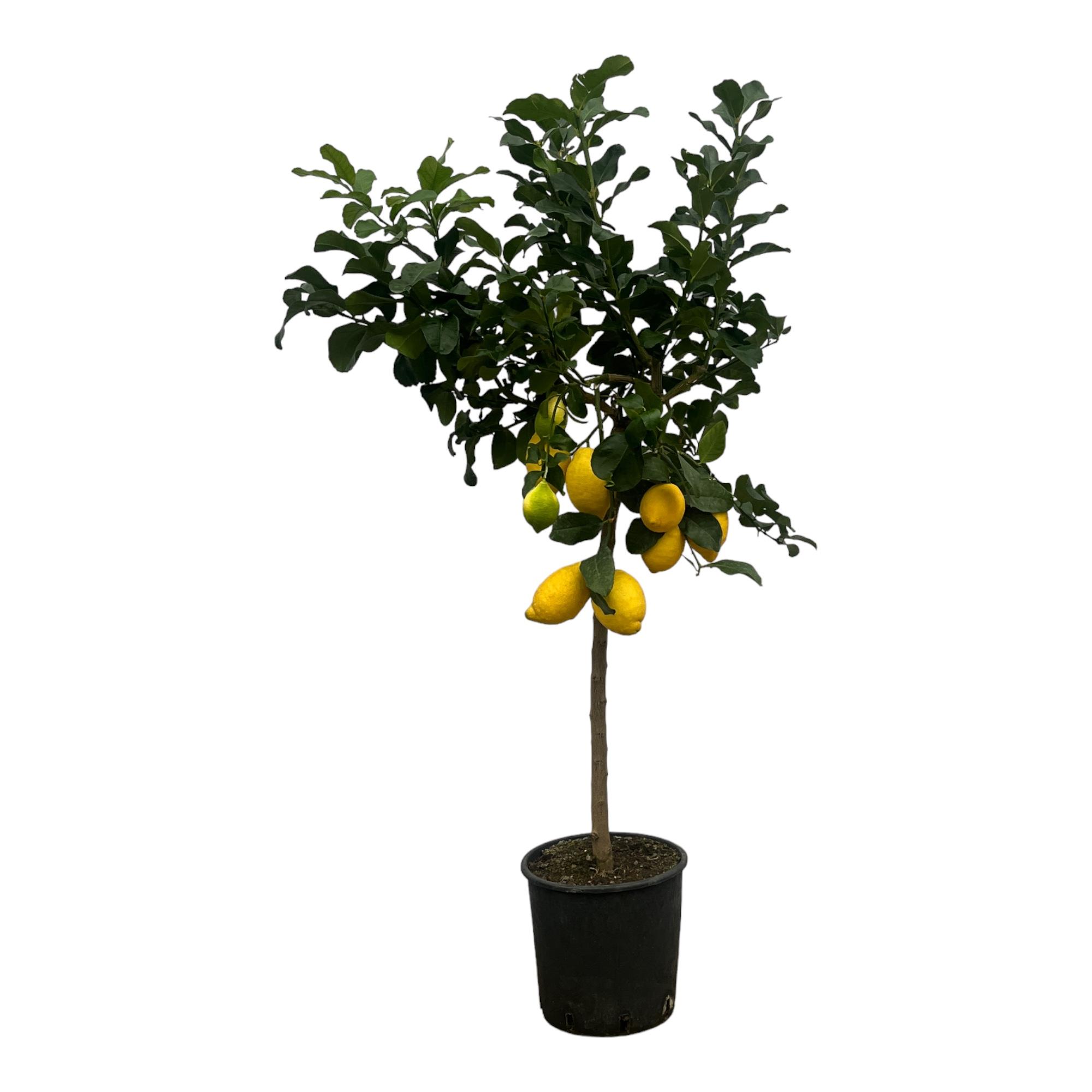 Citrus Lemon (Citroenboom) en pot Ø24cm. Plante verte type Citrus Lemon (Citroenboom), livrée en pot, idéale pour intérieur lumineux.