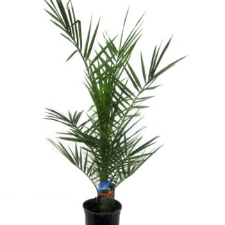 Phoenix Canariensis en pot Ø15cm. Plante verte type Phoenix Canariensis, livrée en pot, idéale pour intérieur lumineux.