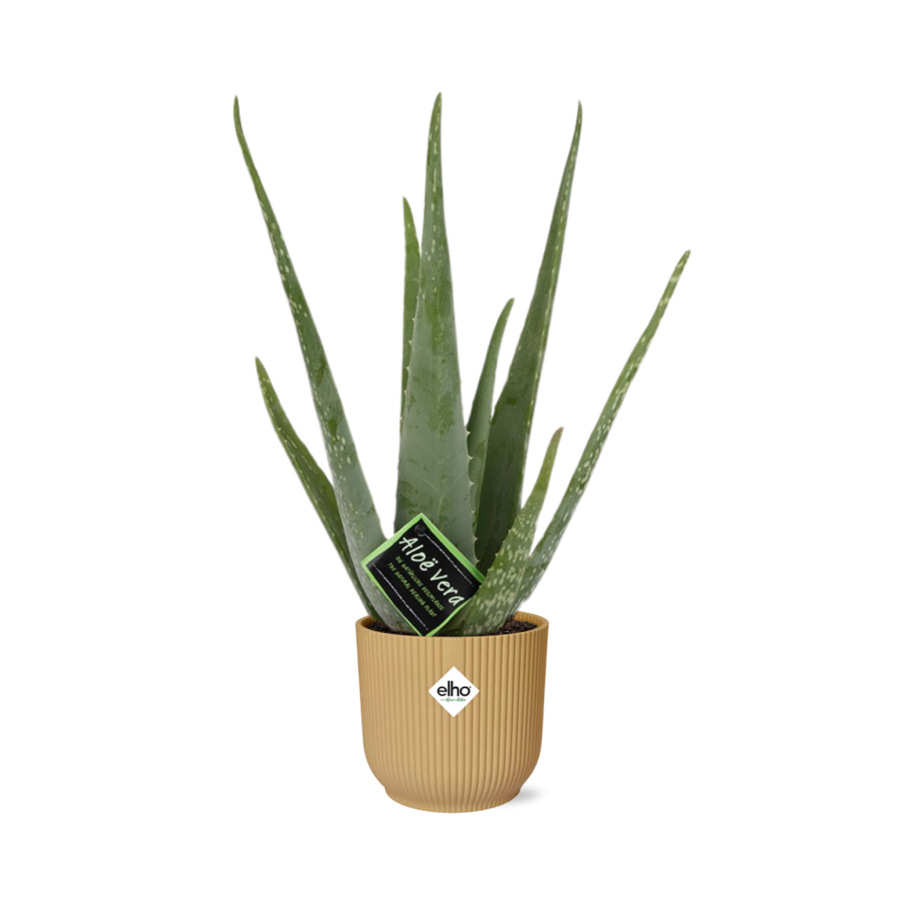 Aloe Vera 12cm in ELHO Vibes Fold 14cm geel en pot. Plante verte type Aloe Vera 12cm in ELHO Vibes Fold 14cm geel, livrée en pot, idéale pour intérieur lumineux.