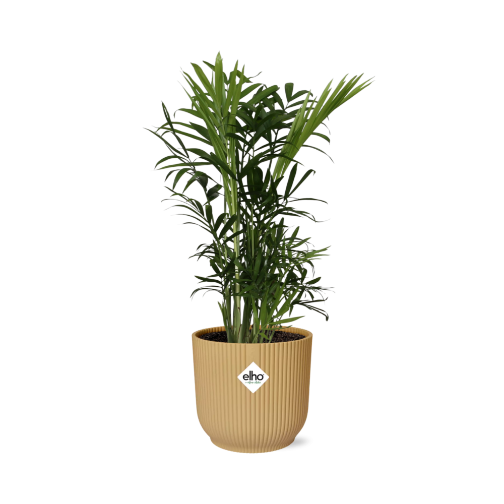 Chamaedorea Elegans in ELHO Vibes Fold 14cm geel en pot. Plante verte type Chamaedorea Elegans in ELHO Vibes Fold 14cm geel, livrée en pot, idéale pour intérieur lumineux.