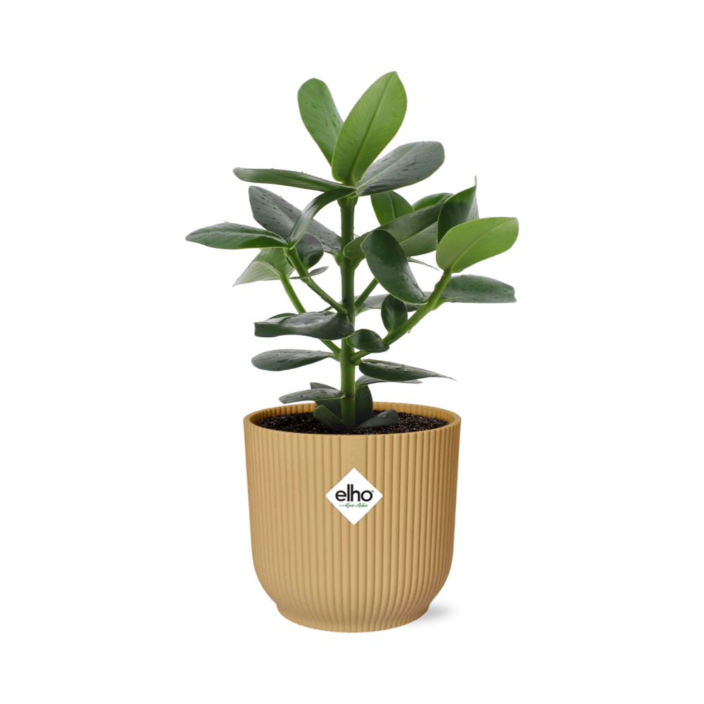Clusia Princess in ELHO Vibes Fold 14cm geel en pot. Plante verte type Clusia Princess in ELHO Vibes Fold 14cm geel, livrée en pot, idéale pour intérieur lumineux.