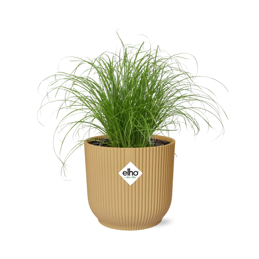 Cyperus Alternifolius Zumula in ELHO Vibes Fold 14cm geel en pot. Plante verte type Cyperus Alternifolius Zumula in ELHO Vibes Fold 14cm geel, livrée en pot, idéale pour intérieur lumineux.
