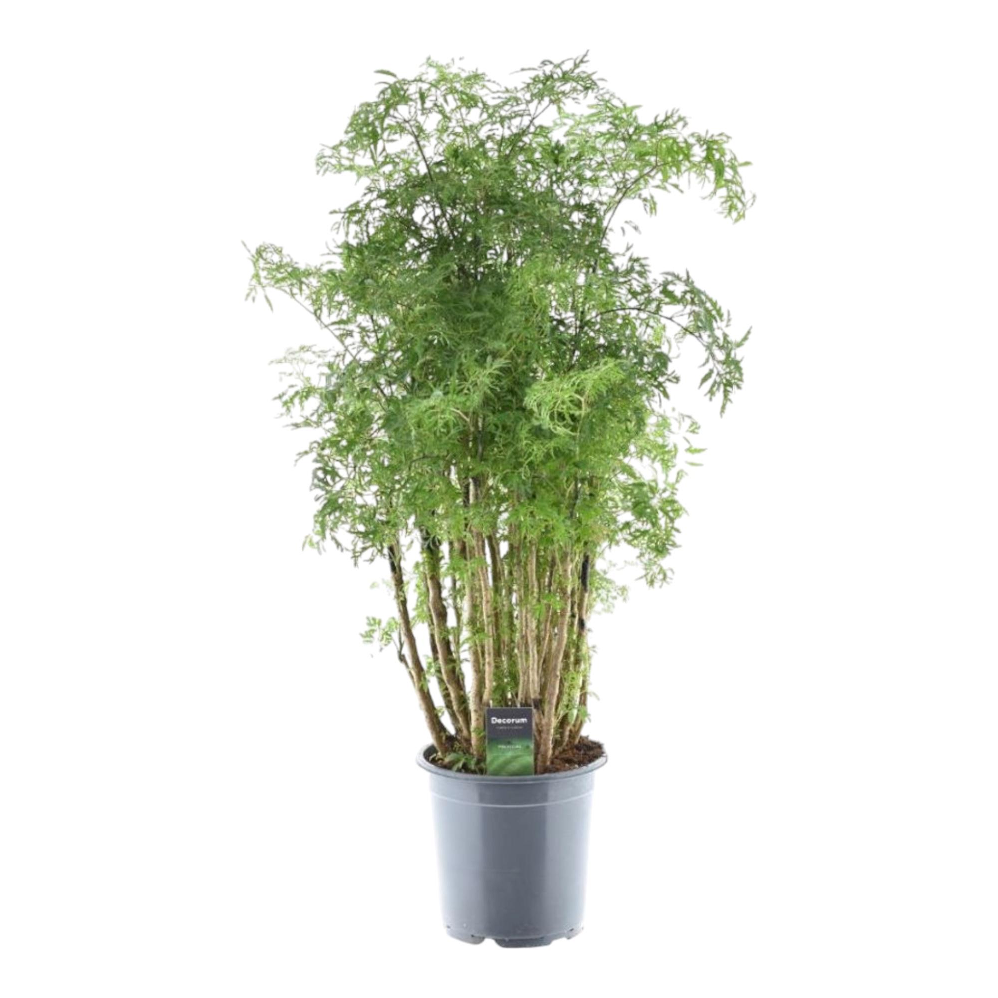Polyscias Hawaiiana Ming en pot Ø24cm. Plante verte type Polyscias Hawaiiana Ming, livrée en pot, idéale pour intérieur lumineux.