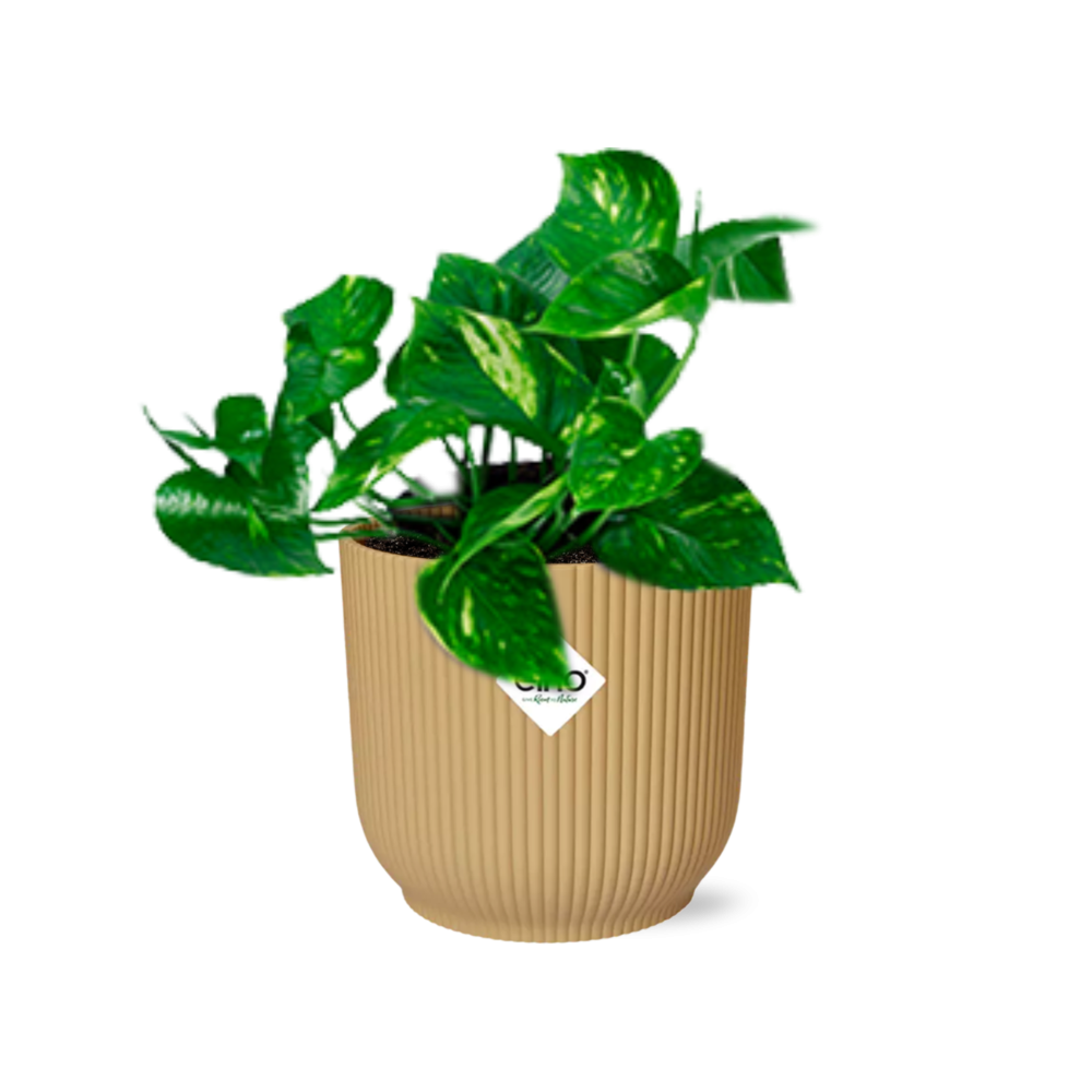 Epipremnum Pinnatum Aureum in ELHO Vibes Fold 14cm geel en pot. Plante verte type Epipremnum Pinnatum Aureum in ELHO Vibes Fold 14cm geel, livrée en pot, idéale pour intérieur lumineux.