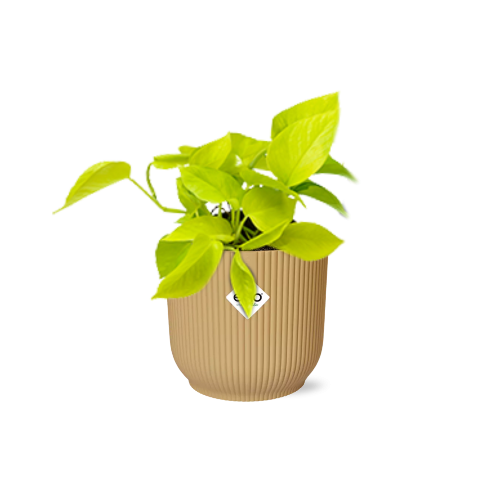 Epipremnum Pinnatum Golden Pothos in ELHO Vibes Fold 14cm geel en pot. Plante verte type Epipremnum Pinnatum Golden Pothos in ELHO Vibes Fold 14cm geel, livrée en pot, idéale pour intérieur lumineux.