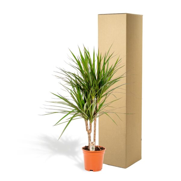 Dracaena Marginata en pot Ø17cm  Hauteur 90cm. Plante verte type Dracaena Marginata, livrée en pot, idéale pour intérieur lumineux. – Image 6