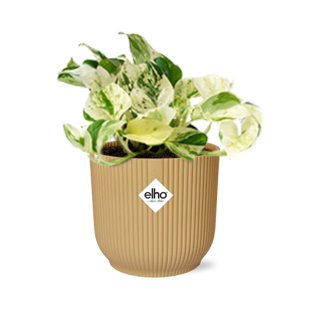 Epipremnum Pinnatum Happy Leaf in ELHO Vibes Fold 14cm geel en pot. Plante verte type Epipremnum Pinnatum Happy Leaf in ELHO Vibes Fold 14cm geel, livrée en pot, idéale pour intérieur lumineux.