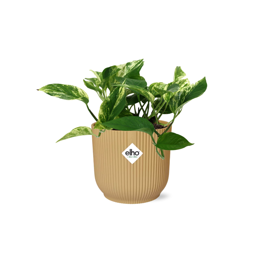 Scindapsus (Epipremnum) Marble Queen in ELHO Vibes Fold 14cm geel en pot. Plante verte type Scindapsus (Epipremnum) Marble Queen in ELHO Vibes Fold 14cm geel, livrée en pot, idéale pour intérieur lumineux.