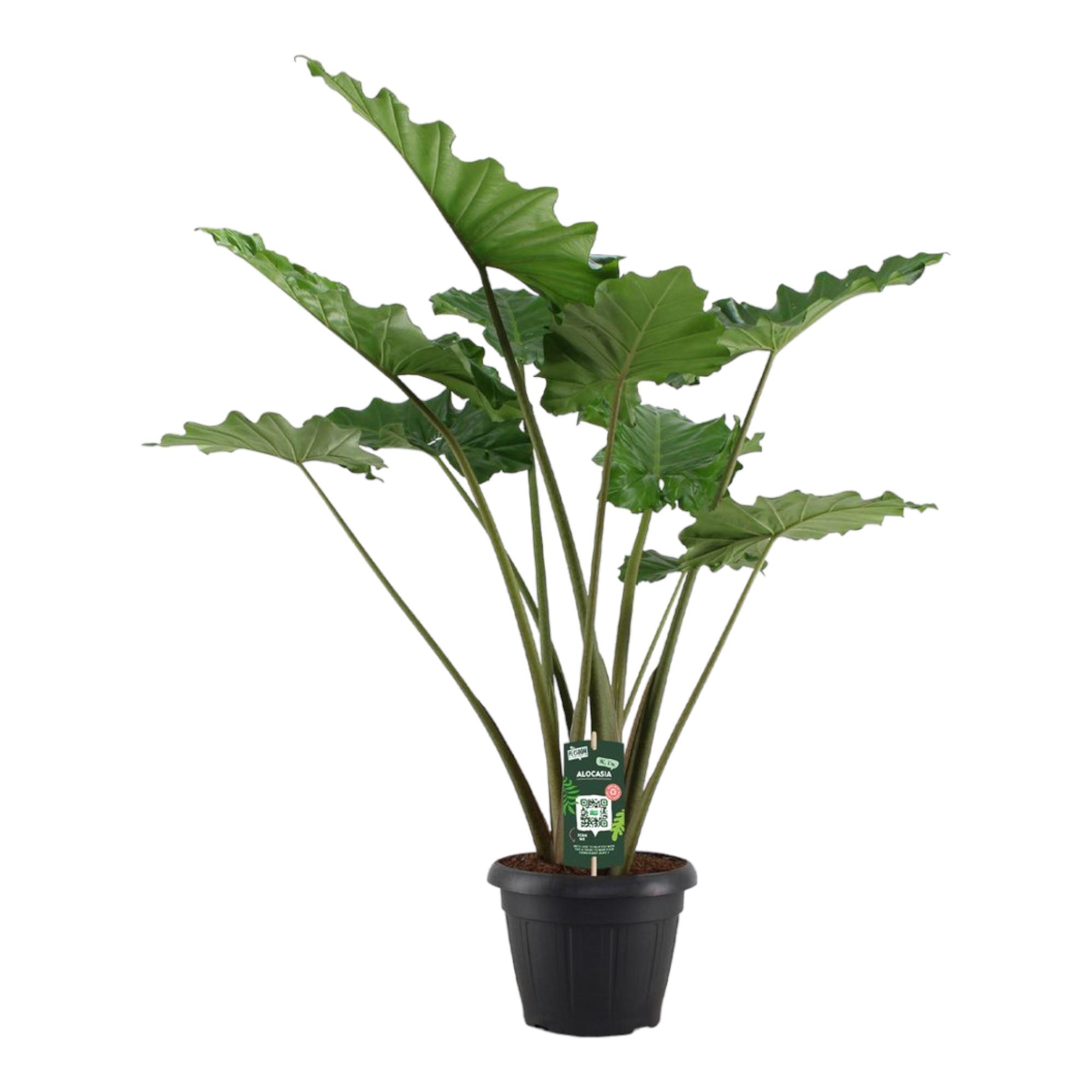 Alocasia Portodora en pot Ø34cm. Plante verte type Alocasia Portodora, livrée en pot, idéale pour intérieur lumineux.