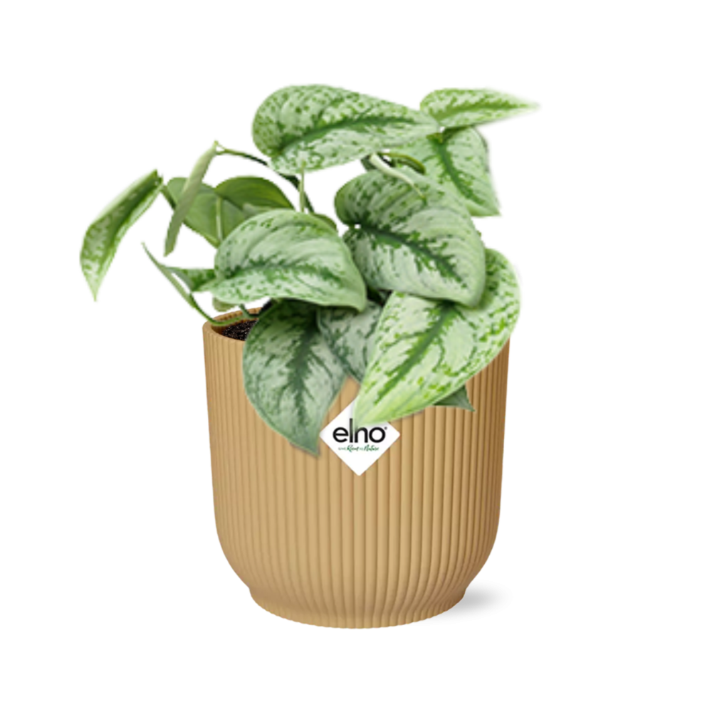 Scindapsus Pictus Trebie in ELHO Vibes Fold 14cm geel en pot. Plante verte type Scindapsus Pictus Trebie in ELHO Vibes Fold 14cm geel, livrée en pot, idéale pour intérieur lumineux.