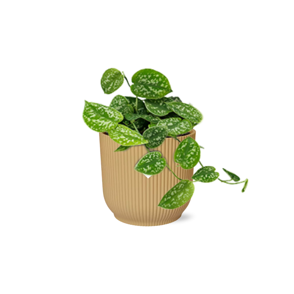Scindapsus Pictus Argyraeus in ELHO Vibes Fold 14cm geel en pot. Plante verte type Scindapsus Pictus Argyraeus in ELHO Vibes Fold 14cm geel, livrée en pot, idéale pour intérieur lumineux.
