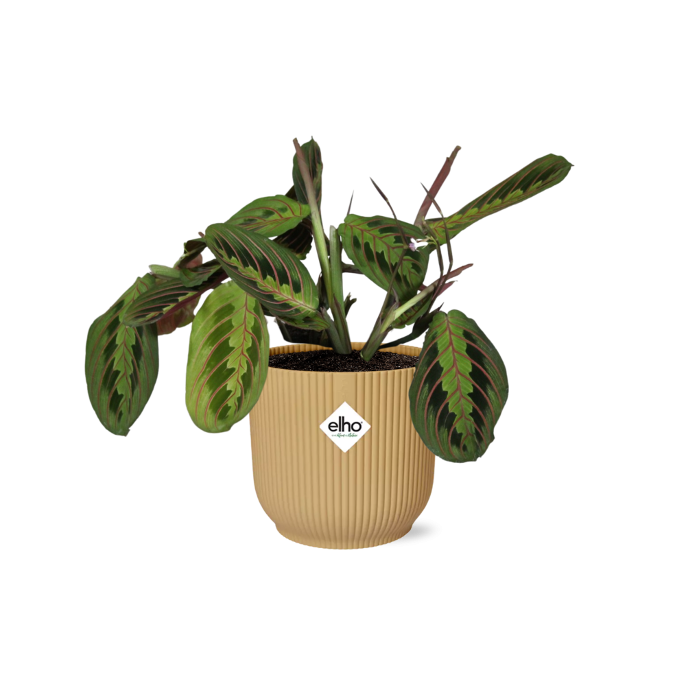 Maranta Leuconeura Fascinator Tricolor in ELHO Vibes Fold 14cm geel en pot. Plante verte type Maranta Leuconeura Fascinator Tricolor in ELHO Vibes Fold 14cm geel, livrée en pot, idéale pour intérieur lumineux.