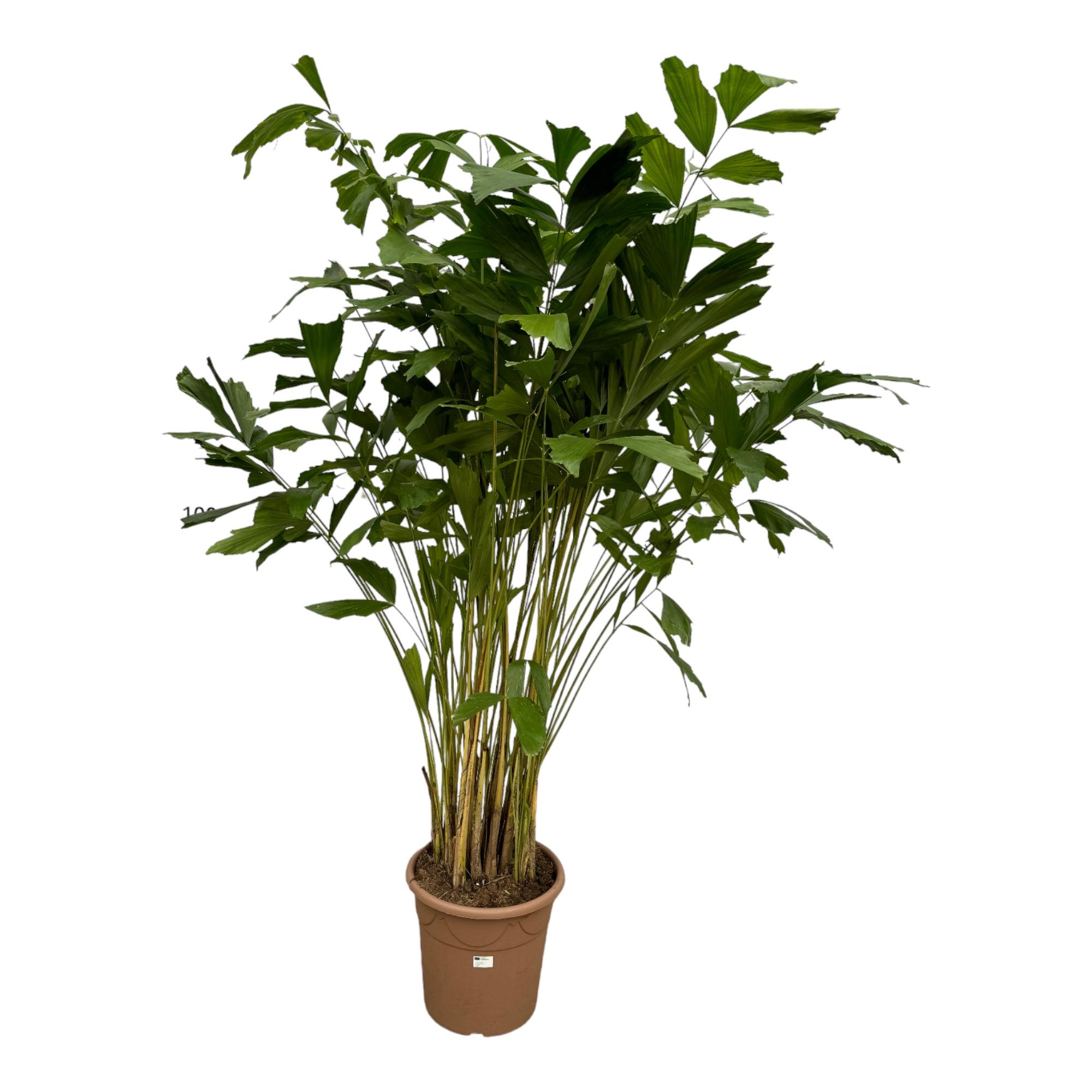 Caryota Mitis en pot Ø32cm. Plante verte type Caryota Mitis, livrée en pot, idéale pour intérieur lumineux.