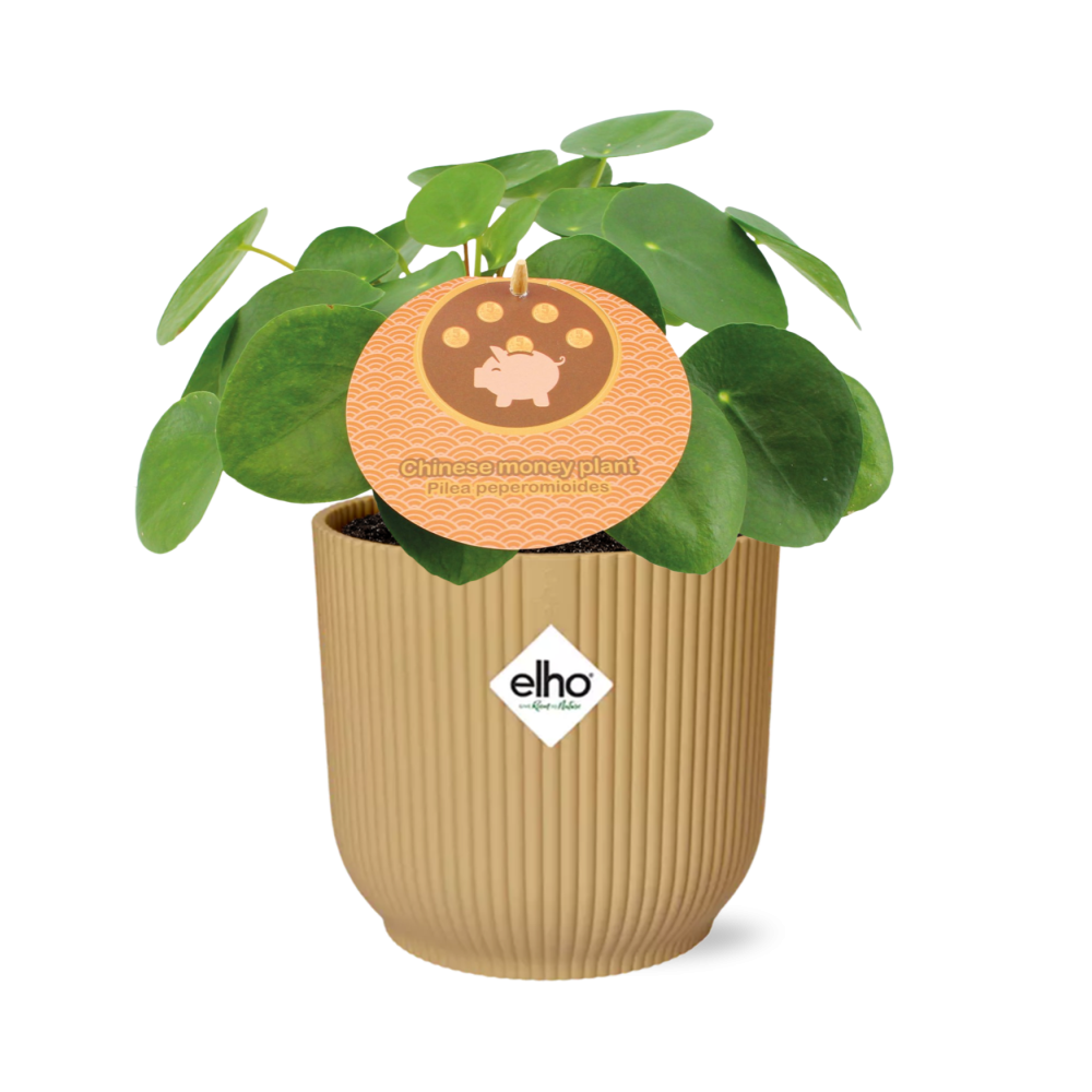 Pilea Peperomioides 12cm in ELHO Vibes Fold 14cm geel en pot. Plante verte type Pilea Peperomioides 12cm in ELHO Vibes Fold 14cm geel, livrée en pot, idéale pour intérieur lumineux.