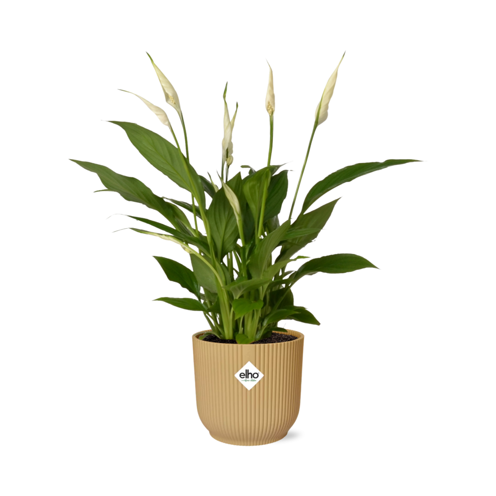 Spathiphyllum 12 Cm Torelli in ELHO Vibes Fold 14cm geel en pot. Plante verte type Spathiphyllum 12 Cm Torelli in ELHO Vibes Fold 14cm geel, livrée en pot, idéale pour intérieur lumineux.
