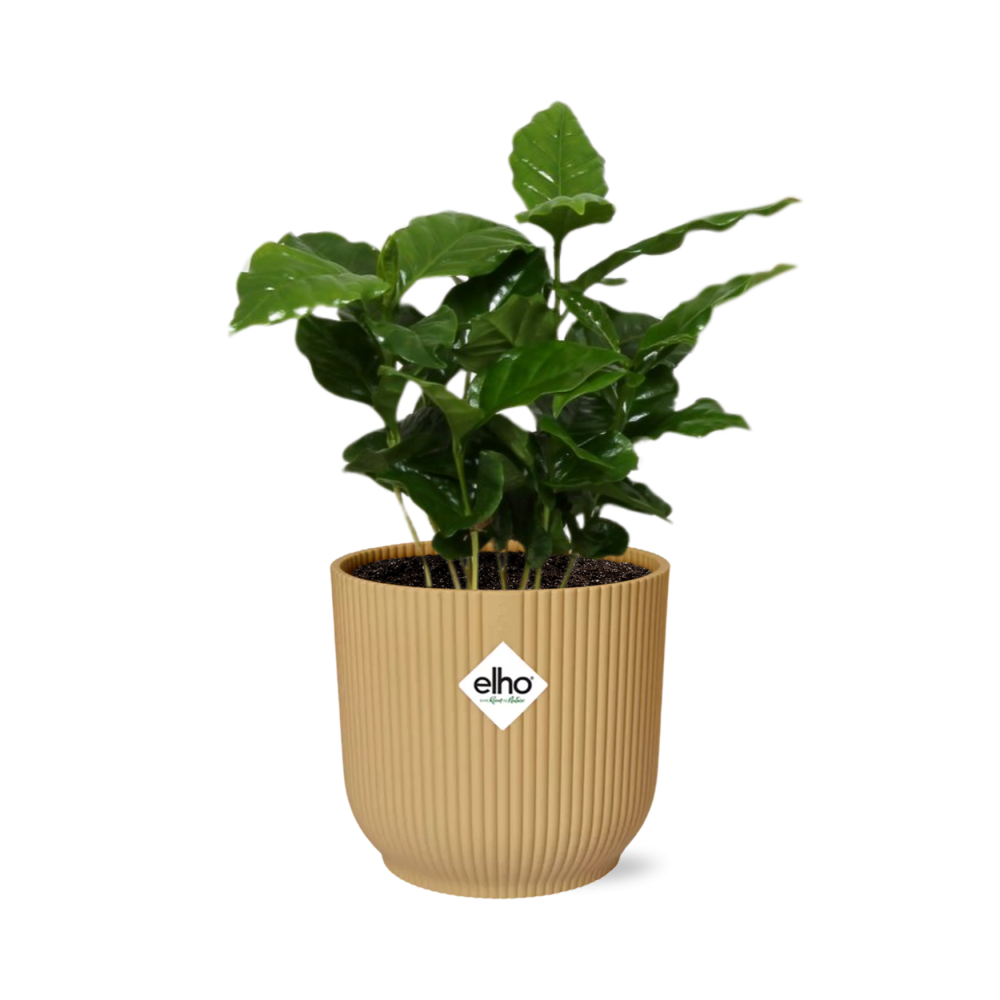 Coffea Arabica in ELHO Vibes Fold 14cm geel en pot. Plante verte type Coffea Arabica in ELHO Vibes Fold 14cm geel, livrée en pot, idéale pour intérieur lumineux.