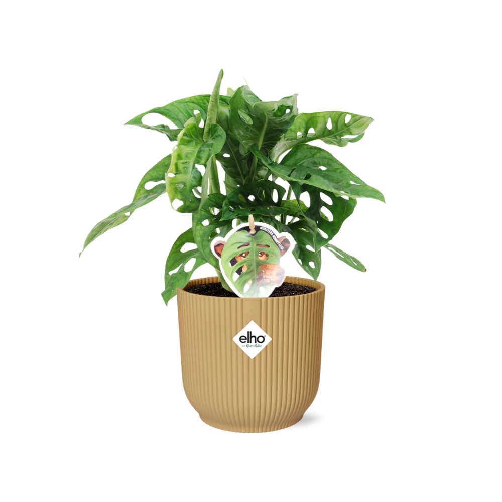 Monstera Monkey Leaf in ELHO Vibes Fold 14cm geel en pot. Plante verte type Monstera Monkey Leaf in ELHO Vibes Fold 14cm geel, livrée en pot, idéale pour intérieur lumineux.