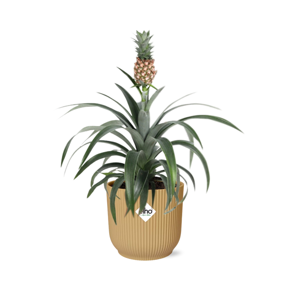 Ananas Mi Amigo in ELHO Vibes Fold 14cm geel en pot. Plante verte type Ananas Mi Amigo in ELHO Vibes Fold 14cm geel, livrée en pot, idéale pour intérieur lumineux.