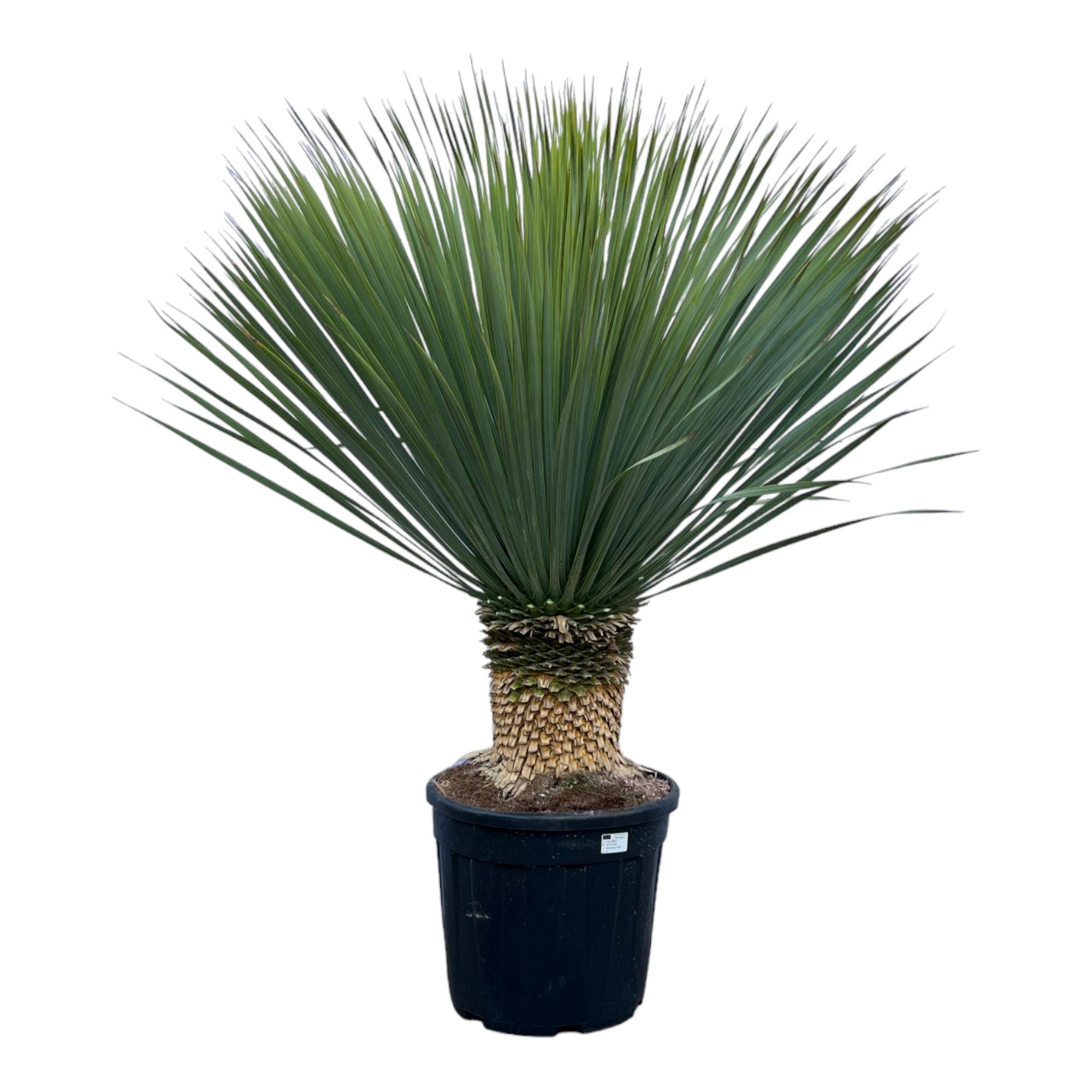 Yucca Rostrata en pot Ø45cm. Plante verte type Yucca Rostrata, livrée en pot, idéale pour intérieur lumineux.