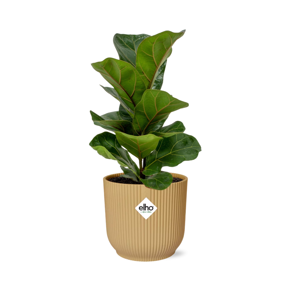 Ficus Lyrata Bambino in ELHO Vibes Fold 14cm geel en pot. Plante verte type Ficus Lyrata Bambino in ELHO Vibes Fold 14cm geel, livrée en pot, idéale pour intérieur lumineux.