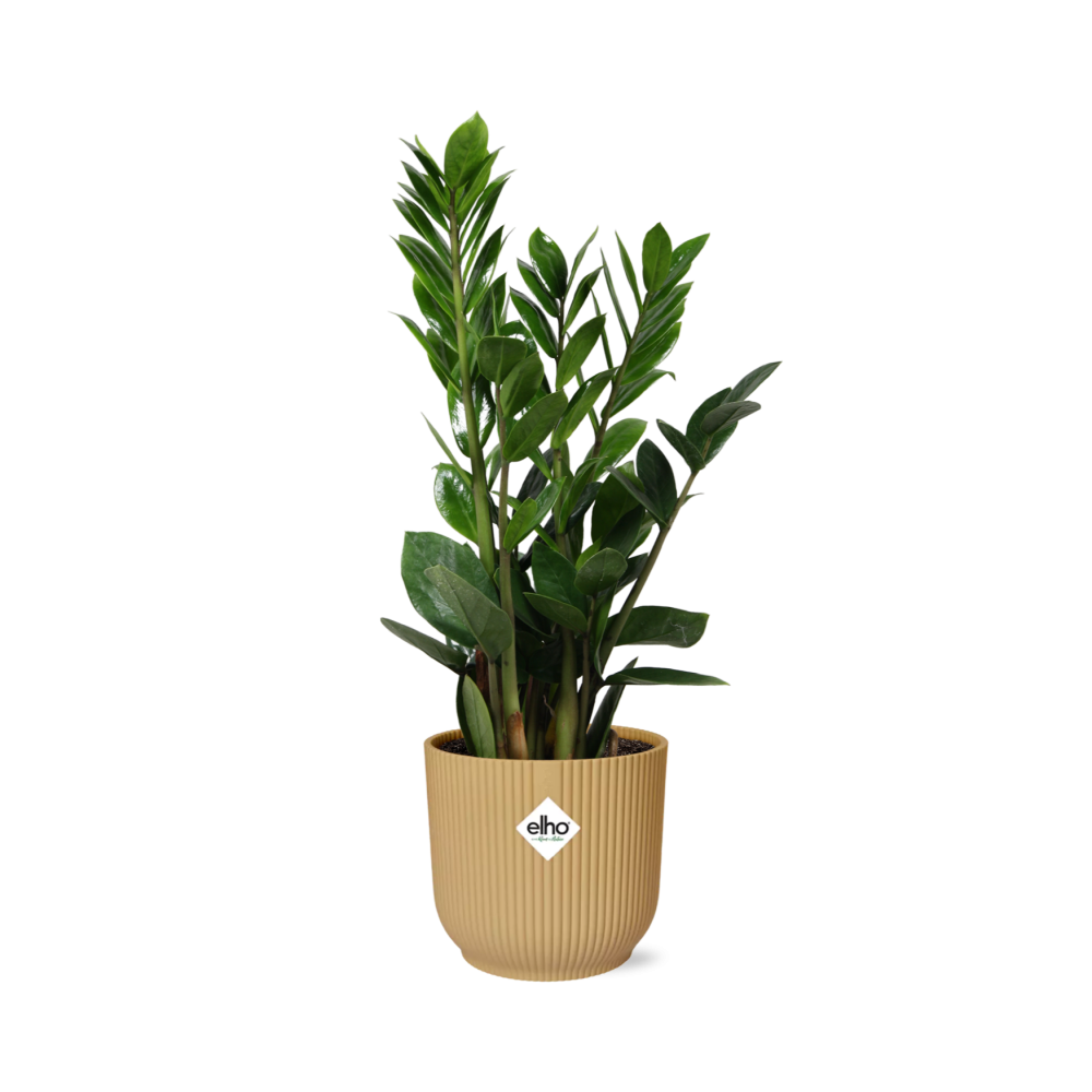 Zamioculcas  Hoogte 45 en pot. Plante verte type Zamioculcas  Hoogte 45, livrée en pot, idéale pour intérieur lumineux.