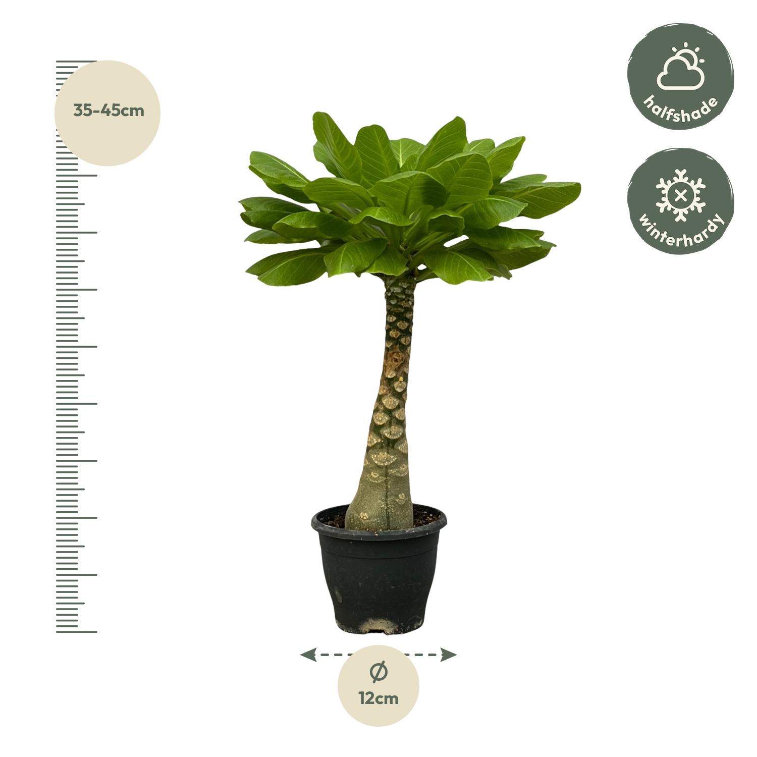 Birghamia Insignis en pot Ø12cm. Plante verte type Birghamia Insignis, livrée en pot, idéale pour intérieur lumineux. – Image 2