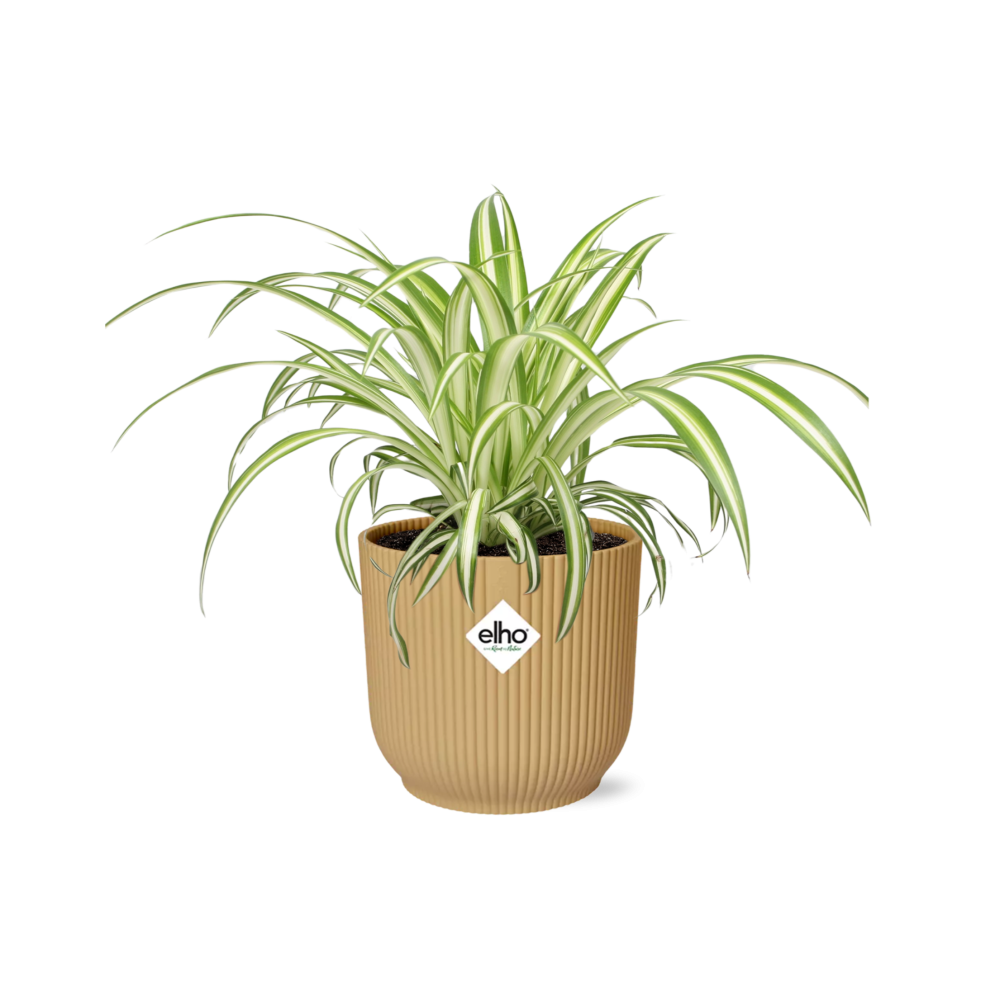 Chlorophytum Comosum Variegatum in ELHO Vibes Fold 14cm geel en pot. Plante verte type Chlorophytum Comosum Variegatum in ELHO Vibes Fold 14cm geel, livrée en pot, idéale pour intérieur lumineux.