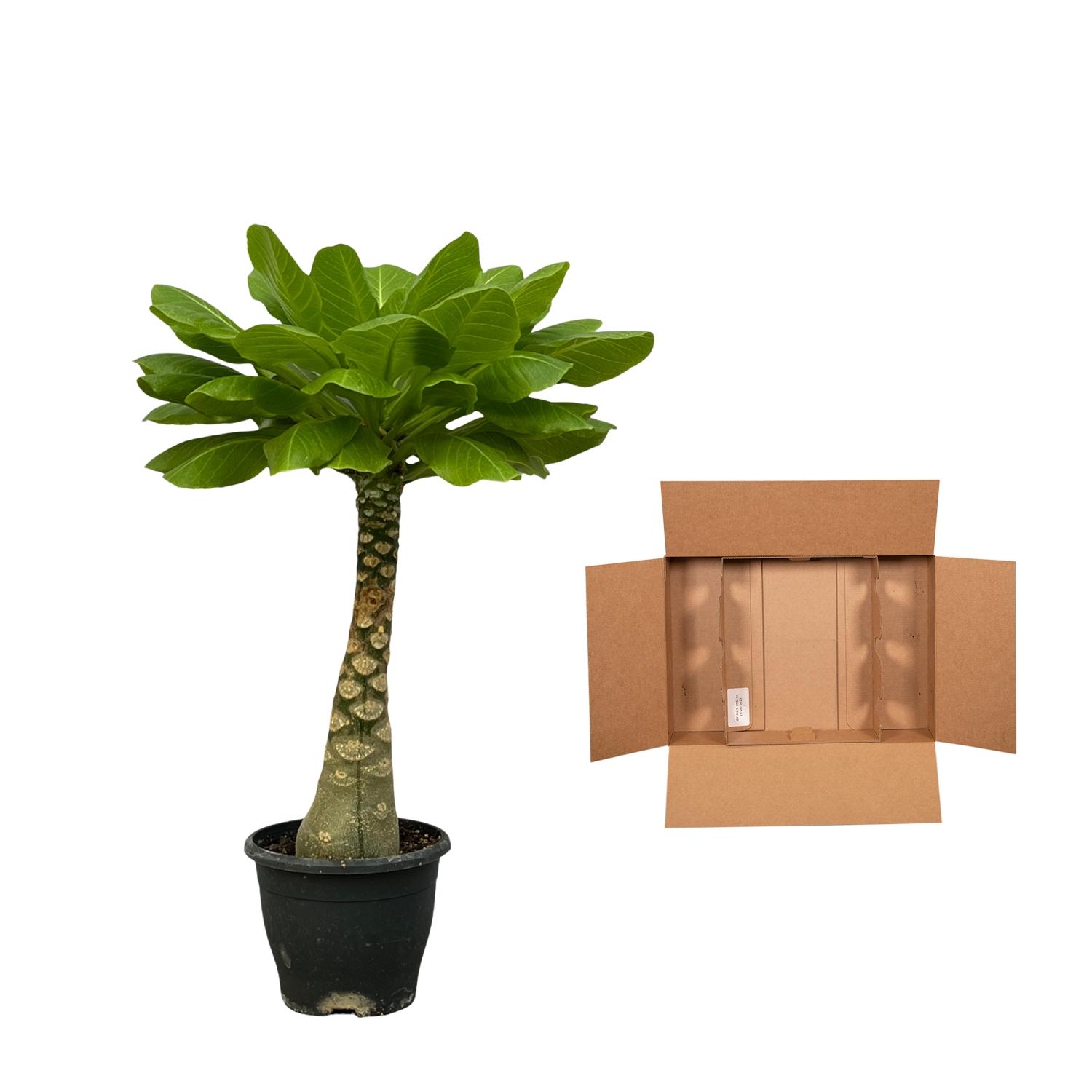 Birghamia Insignis en pot Ø12cm. Plante verte type Birghamia Insignis, livrée en pot, idéale pour intérieur lumineux. – Image 3