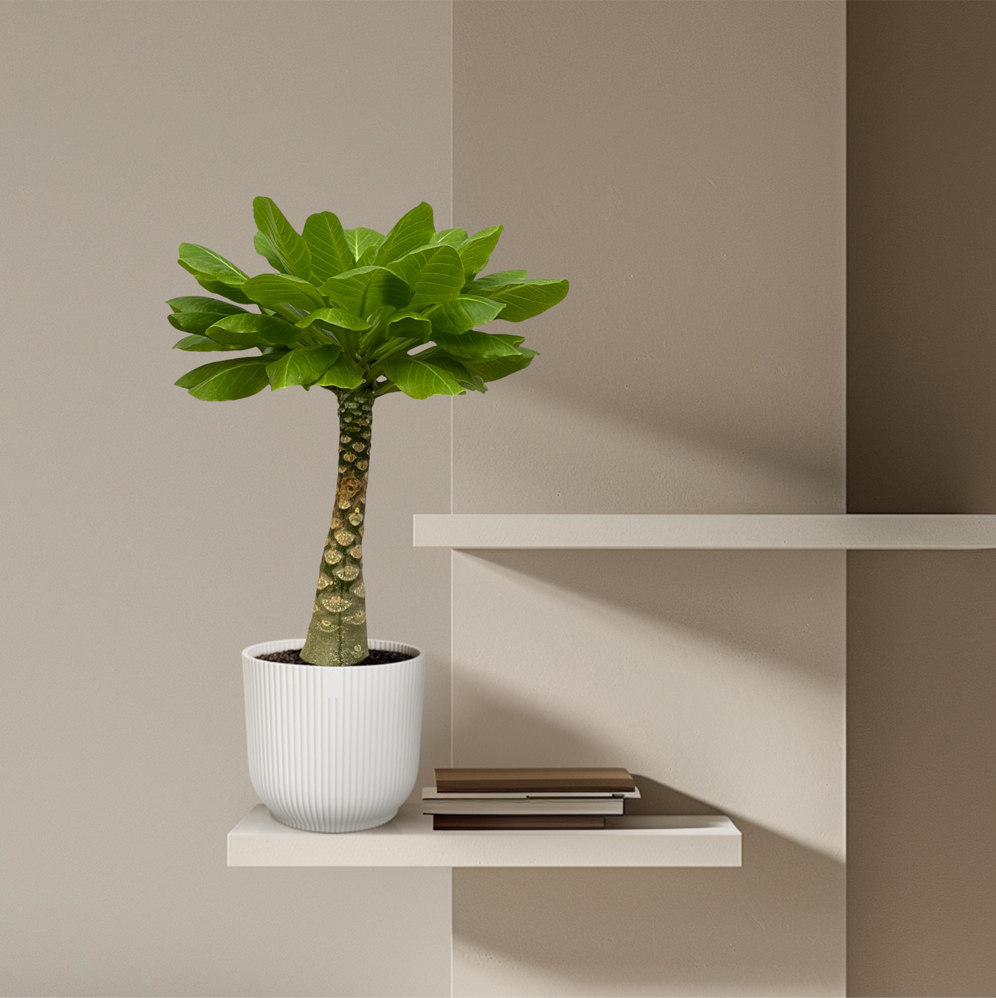 Birghamia Insignis en pot Ø12cm. Plante verte type Birghamia Insignis, livrée en pot, idéale pour intérieur lumineux. – Image 4