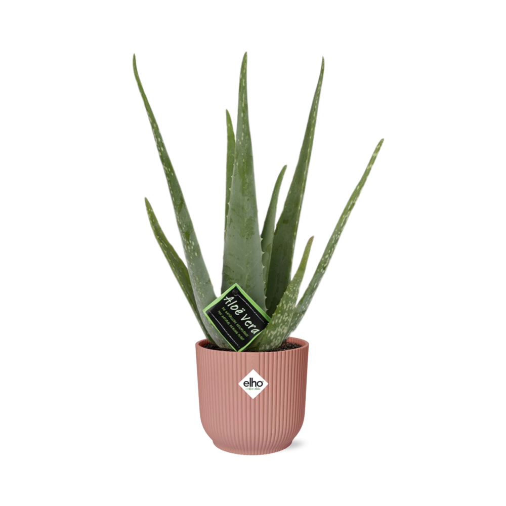 Aloe Vera 12cm in ELHO Vibes Fold 14cm roze en pot. Plante verte type Aloe Vera 12cm in ELHO Vibes Fold 14cm roze, livrée en pot, idéale pour intérieur lumineux.