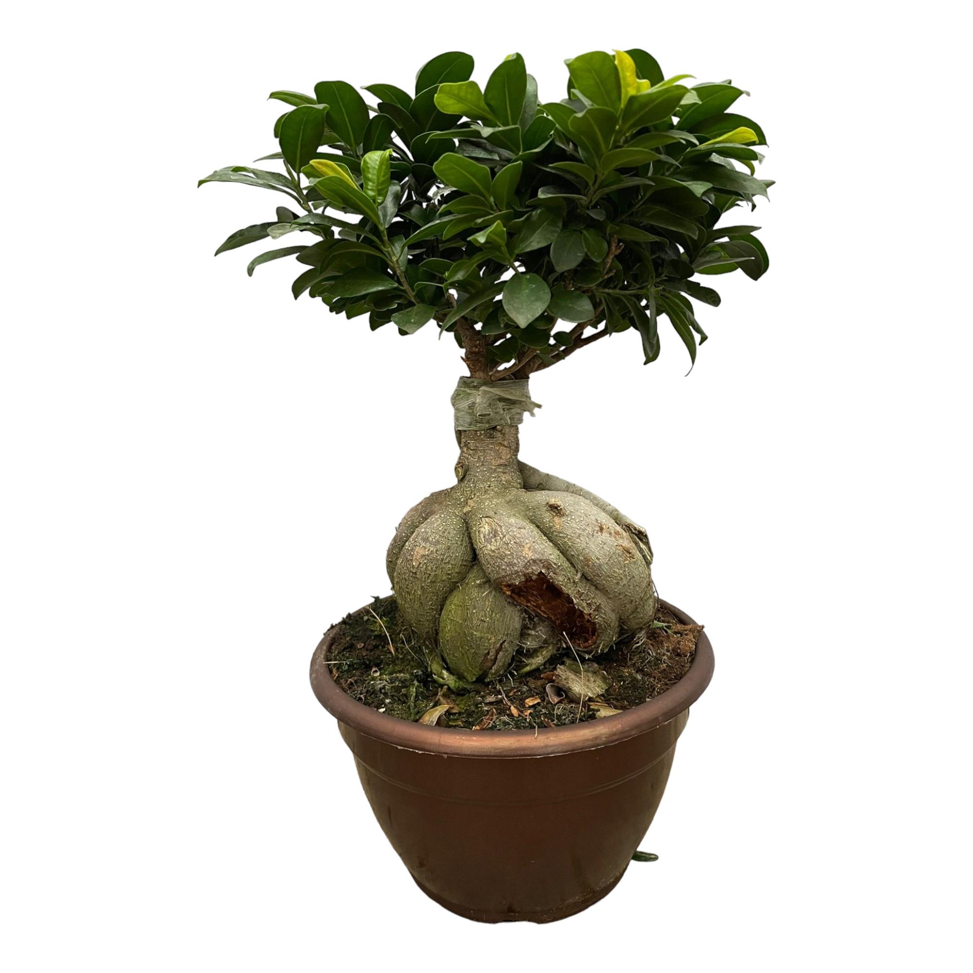 Ficus Microcarpa Ginseng en pot Ø25cm. Plante verte type Ficus Microcarpa Ginseng, livrée en pot, idéale pour intérieur lumineux.