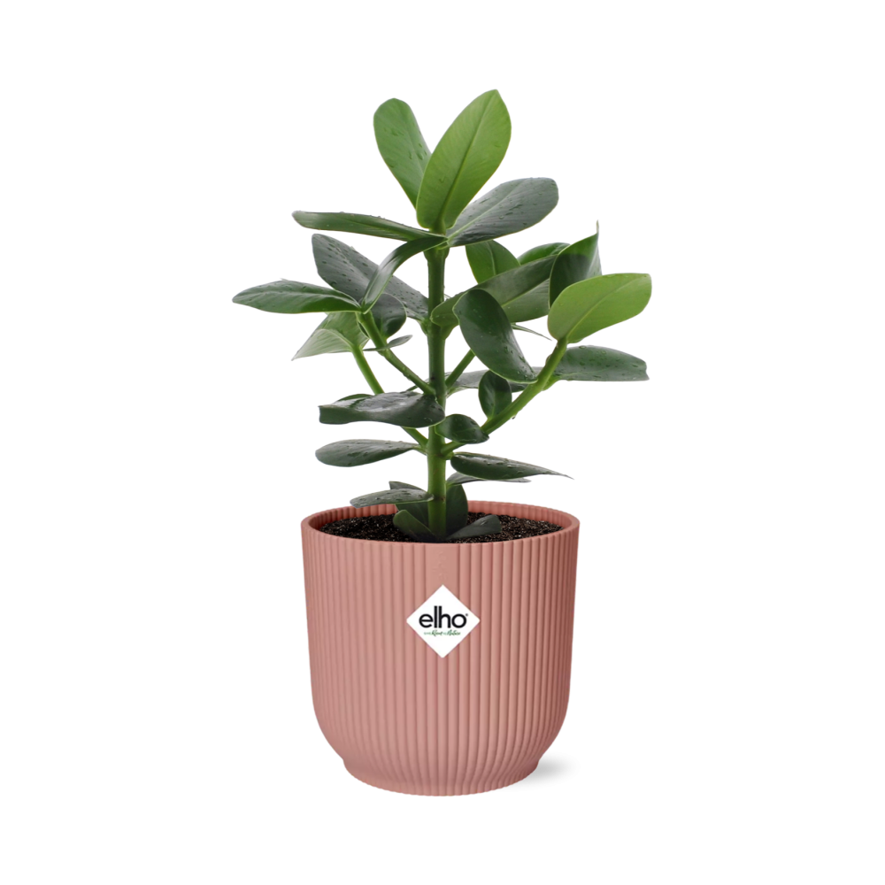 Clusia Princess in ELHO Vibes Fold 14cm roze en pot. Plante verte type Clusia Princess in ELHO Vibes Fold 14cm roze, livrée en pot, idéale pour intérieur lumineux.