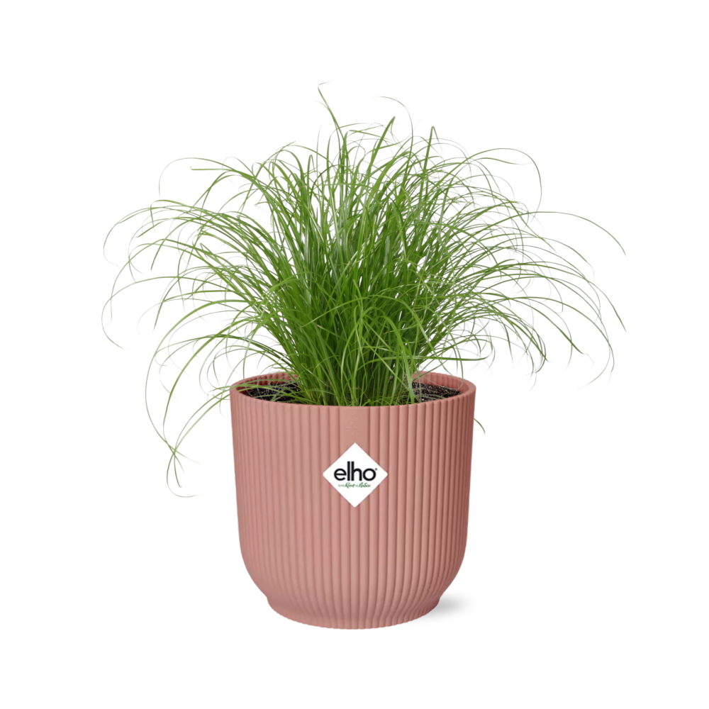 Cyperus Alternifolius Zumula in ELHO Vibes Fold 14cm roze en pot. Plante verte type Cyperus Alternifolius Zumula in ELHO Vibes Fold 14cm roze, livrée en pot, idéale pour intérieur lumineux.