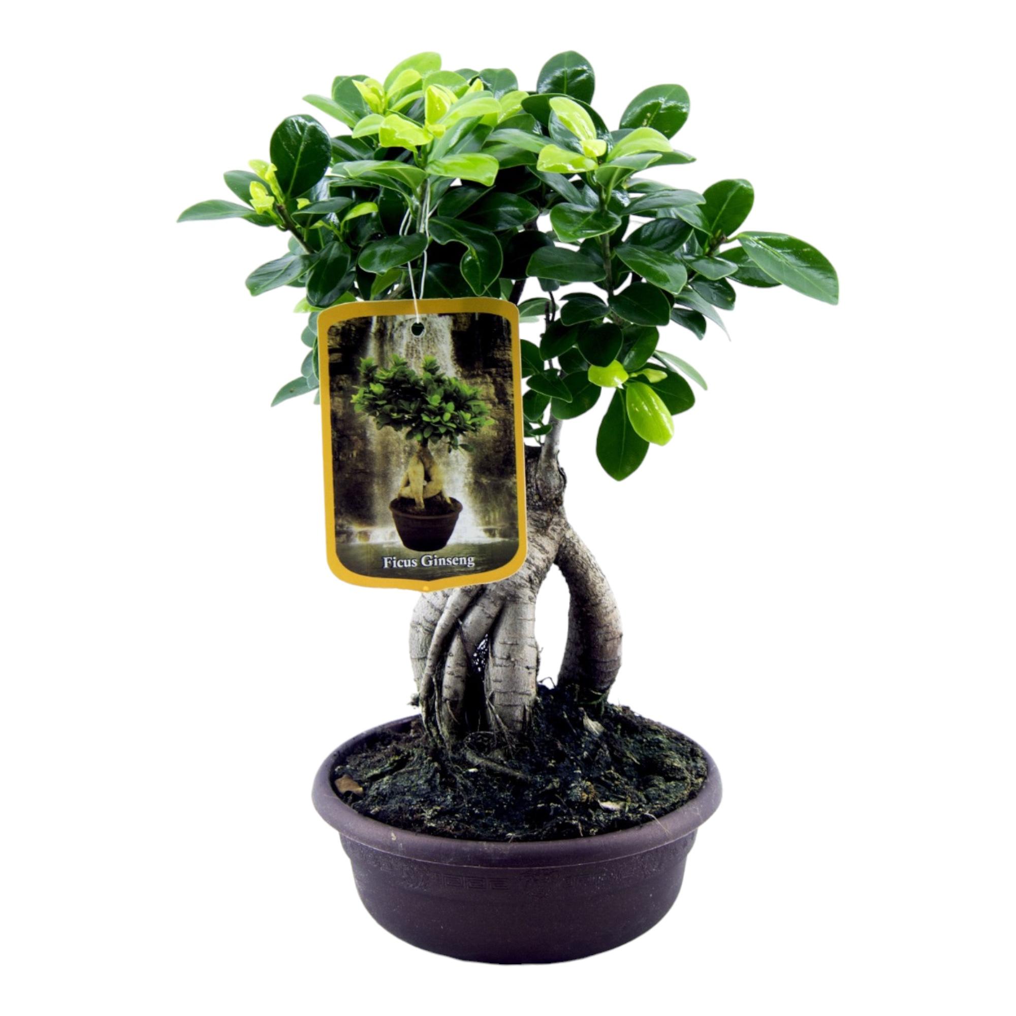 Ficus Microcarpa Ginseng en pot Ø17cm. Plante verte type Ficus Microcarpa Ginseng, livrée en pot, idéale pour intérieur lumineux.