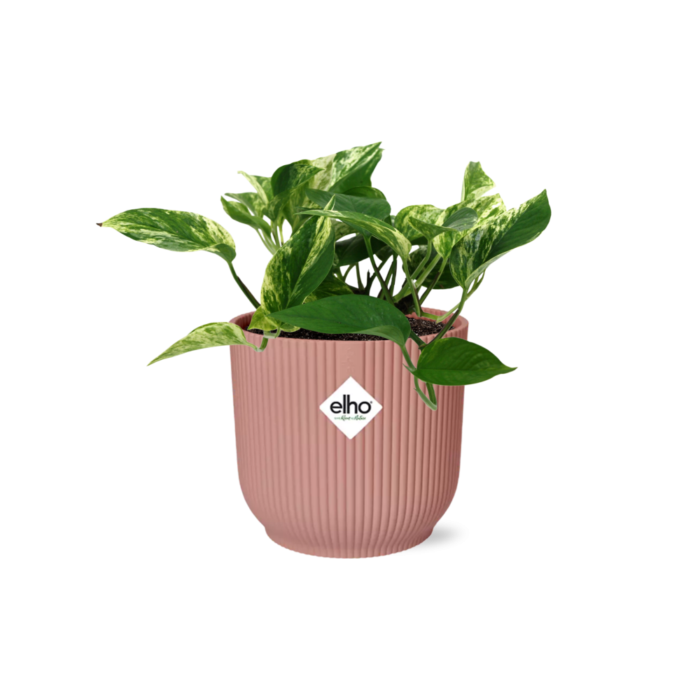 Scindapsus (Epipremnum) Marble Queen in ELHO Vibes Fold 14cm roze en pot. Plante verte type Scindapsus (Epipremnum) Marble Queen in ELHO Vibes Fold 14cm roze, livrée en pot, idéale pour intérieur lumineux.