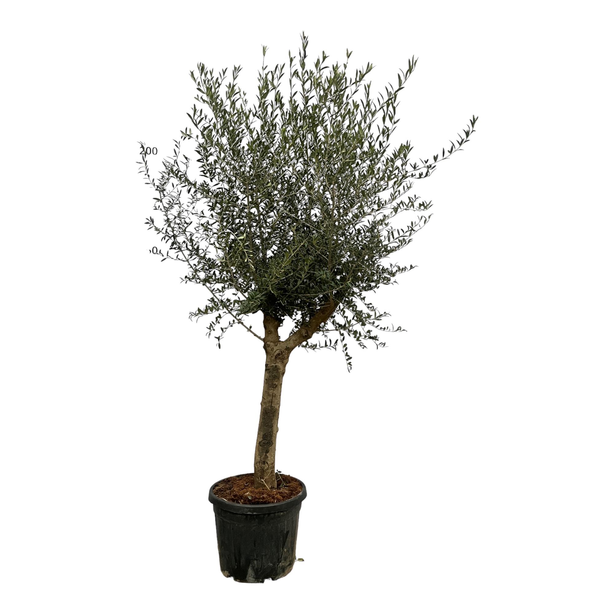 Olea Lorc en pot Ø45cm. Plante verte type Olea Lorc, livrée en pot, idéale pour intérieur lumineux.