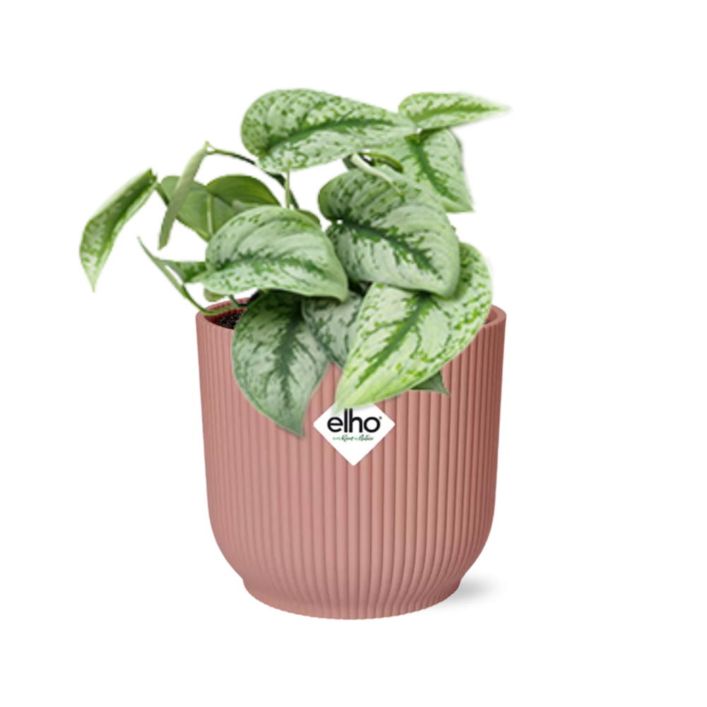 Scindapsus Pictus Trebie in ELHO Vibes Fold 14cm roze en pot. Plante verte type Scindapsus Pictus Trebie in ELHO Vibes Fold 14cm roze, livrée en pot, idéale pour intérieur lumineux.