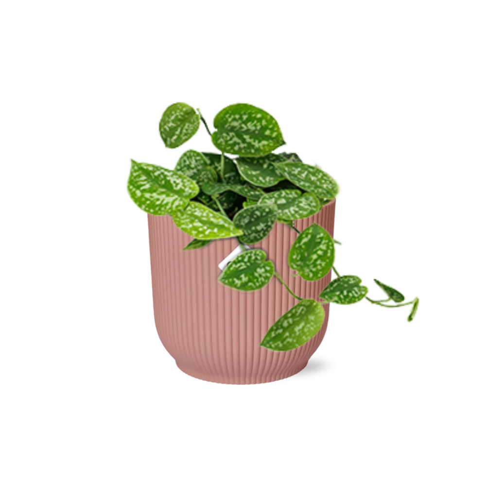 Scindapsus Pictus Argyraeus in ELHO Vibes Fold 14cm roze en pot. Plante verte type Scindapsus Pictus Argyraeus in ELHO Vibes Fold 14cm roze, livrée en pot, idéale pour intérieur lumineux.