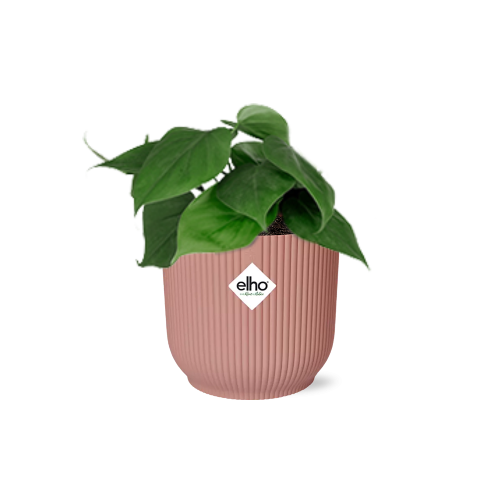 Philodendron Scandens in ELHO Vibes Fold 14cm roze en pot. Plante verte type Philodendron Scandens in ELHO Vibes Fold 14cm roze, livrée en pot, idéale pour intérieur lumineux.