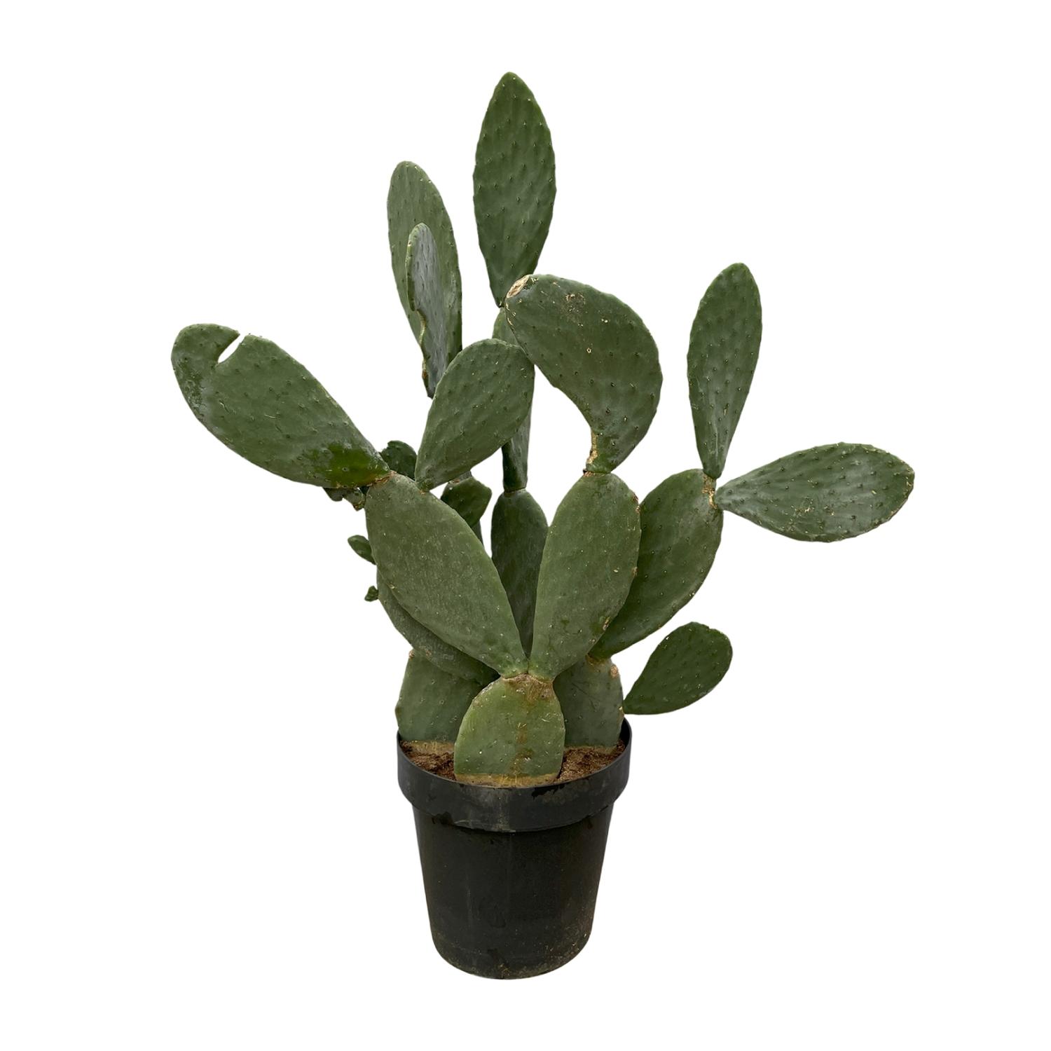 Opuntia Ficus Indica en pot Ø50cm. Plante verte type Opuntia Ficus Indica, livrée en pot, idéale pour intérieur lumineux.