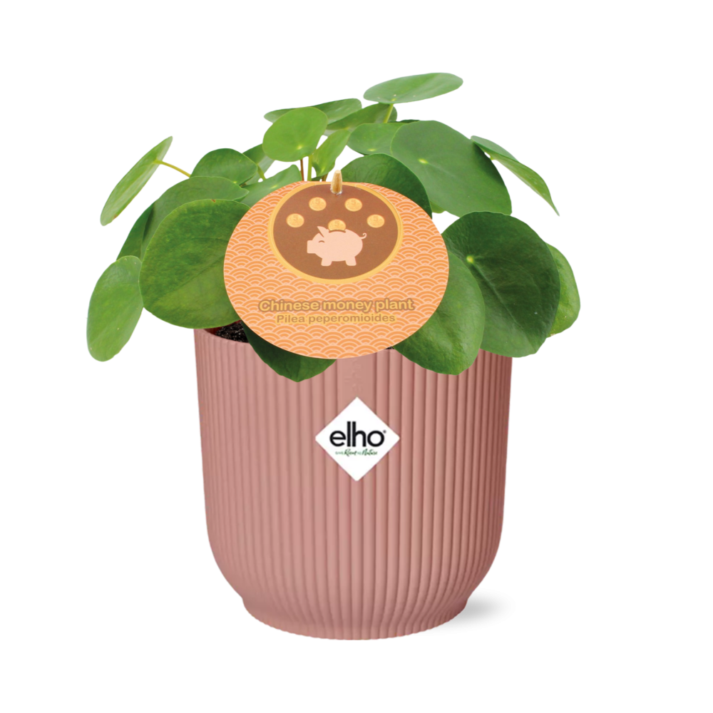 Mother's Day en pot. Plante verte type Mother's Day, livrée en pot, idéale pour intérieur lumineux.