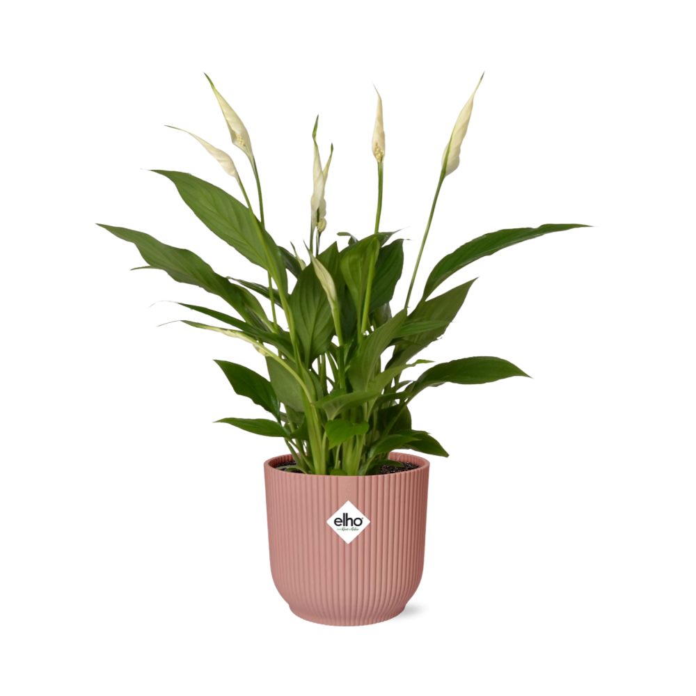 Spathiphyllum 12 Cm Torelli in ELHO Vibes Fold 14cm roze en pot. Plante verte type Spathiphyllum 12 Cm Torelli in ELHO Vibes Fold 14cm roze, livrée en pot, idéale pour intérieur lumineux.