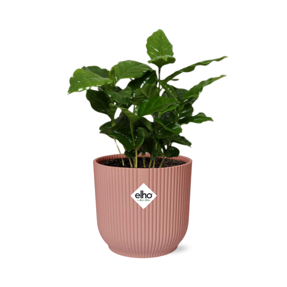 Coffea Arabica in ELHO Vibes Fold 14cm roze en pot. Plante verte type Coffea Arabica in ELHO Vibes Fold 14cm roze, livrée en pot, idéale pour intérieur lumineux.
