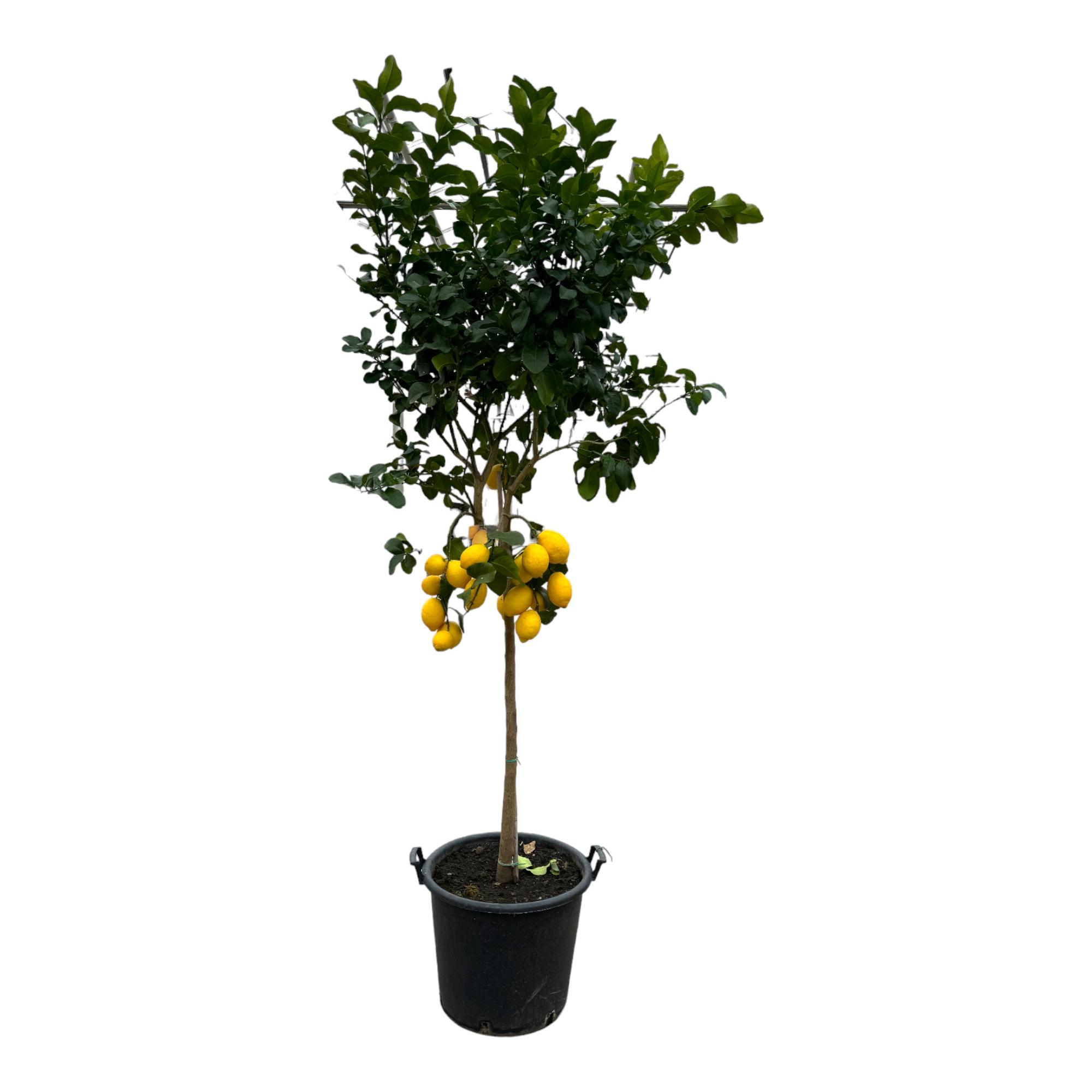 Citrus Lemon en pot Ø50cm. Plante verte type Citrus Lemon, livrée en pot, idéale pour intérieur lumineux.