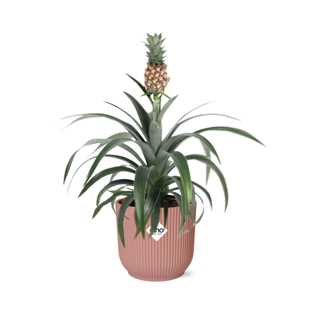 Mother's Day en pot. Plante verte type Mother's Day, livrée en pot, idéale pour intérieur lumineux.