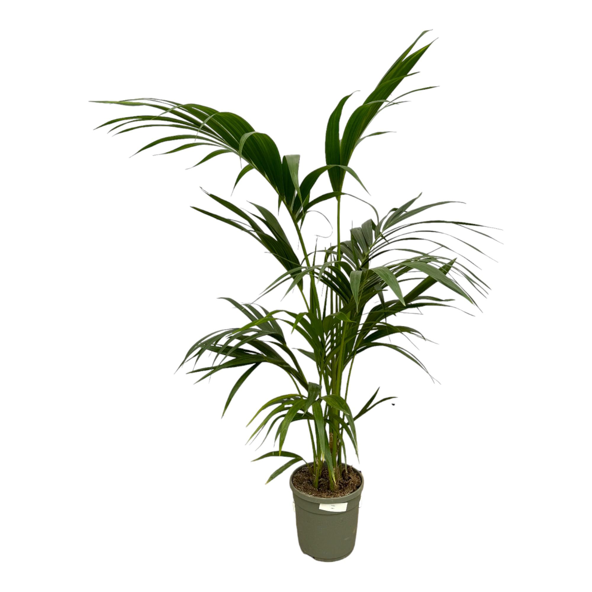 Kentia Palm en pot Ø21cm. Plante verte type Kentia Palm, livrée en pot, idéale pour intérieur lumineux.