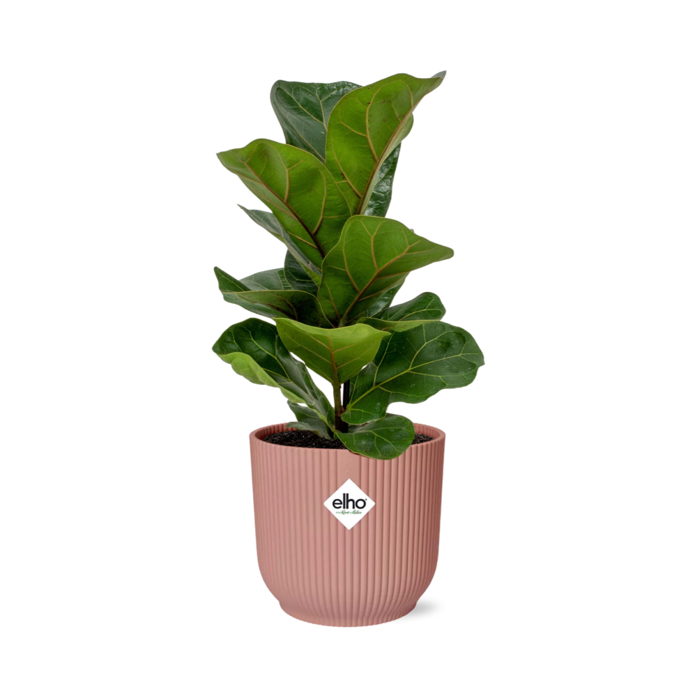 Ficus Lyrata Bambino in ELHO Vibes Fold 14cm roze en pot. Plante verte type Ficus Lyrata Bambino in ELHO Vibes Fold 14cm roze, livrée en pot, idéale pour intérieur lumineux.