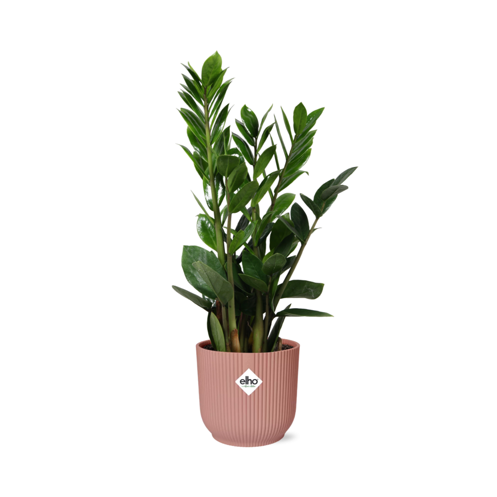 Zamioculcas  Hoogte 45 en pot. Plante verte type Zamioculcas  Hoogte 45, livrée en pot, idéale pour intérieur lumineux.