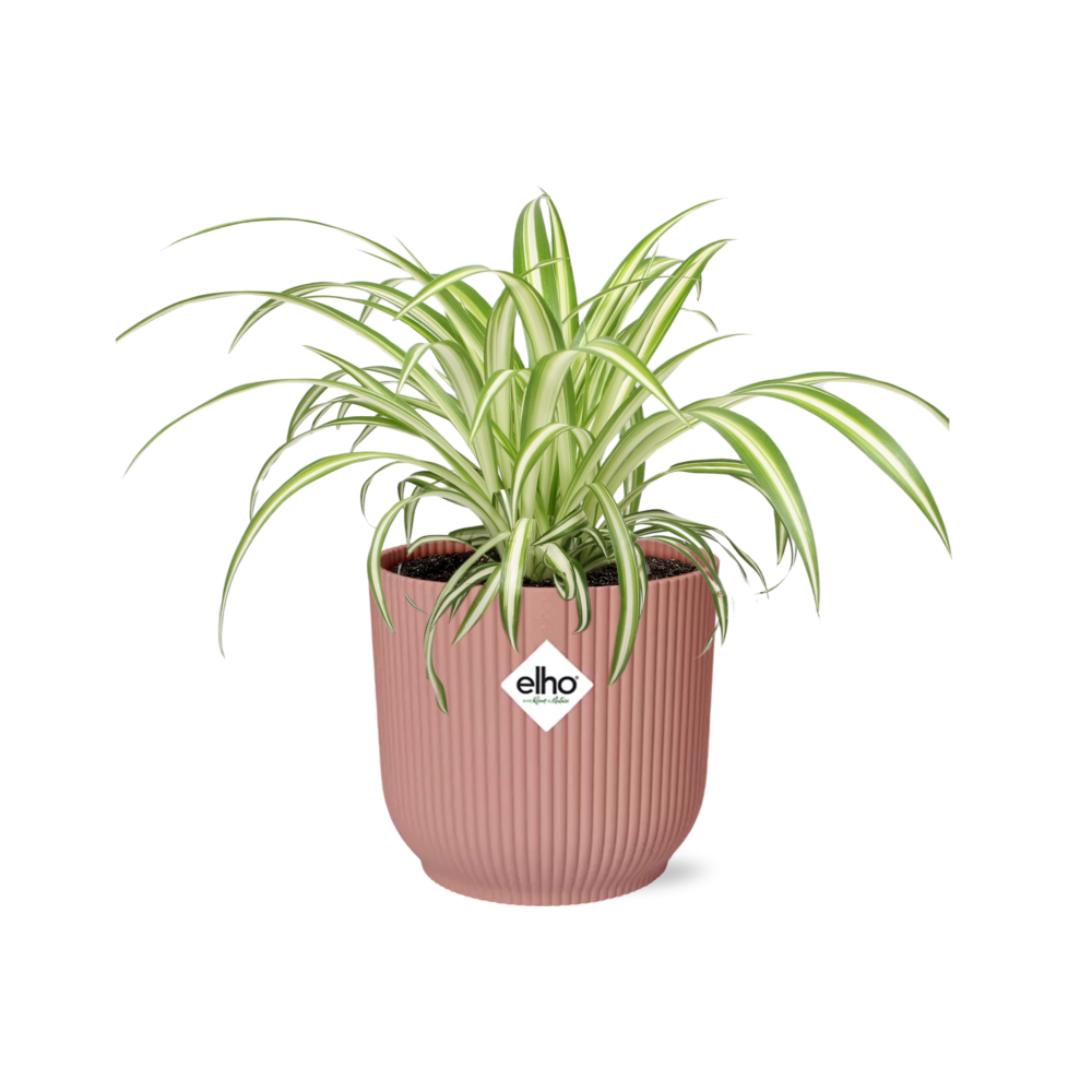Chlorophytum Comosum Variegatum in ELHO Vibes Fold 14cm roze en pot. Plante verte type Chlorophytum Comosum Variegatum in ELHO Vibes Fold 14cm roze, livrée en pot, idéale pour intérieur lumineux.