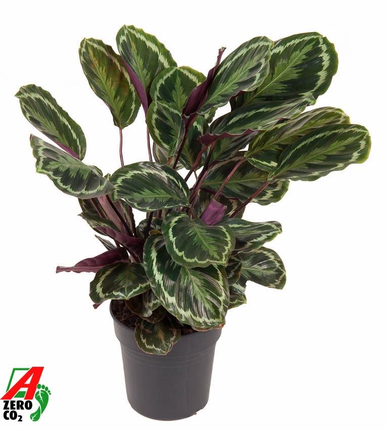 Calathea Medallion en pot Ø24cm. Plante verte type Calathea Medallion, livrée en pot, idéale pour intérieur lumineux.